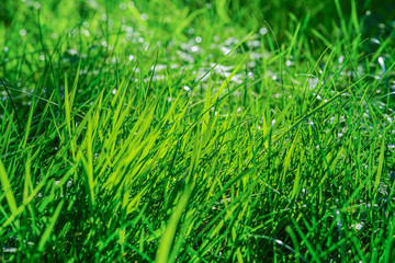 Fototapeta premium Green Lawn in the sunset.