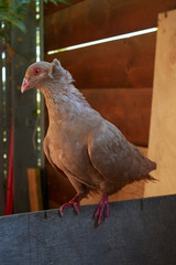 dove brown domestic posing on a board