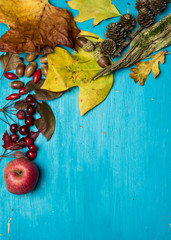 On a blue, wooden background lies autumn leaves, wild red rose fruits, acorns, apple and cones. In the middle place for text