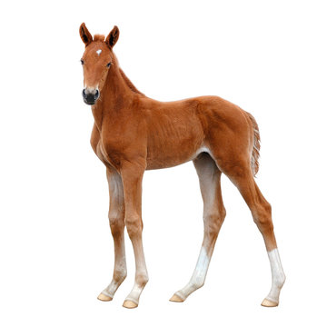 A foal, standing calmly and looking into the distance.