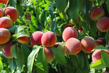 Red peaches. Orchard. AT 2