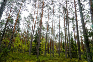 Obraz premium Lahemaa National Park