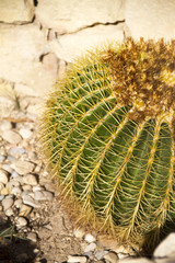 Close up of cactus
