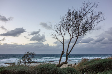 Fototapeta na wymiar Tree and seaview at winter, Netanya, Israel