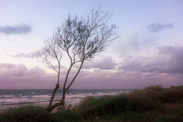 Fototapeta na wymiar Tree and seaview at winter, Netanya, Israel