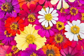 colorful bouquet of summer zinnias
