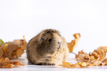 Adorable guinea pig isolated on white background