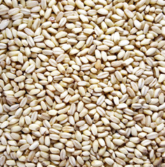 Wheat seeds background with copy space