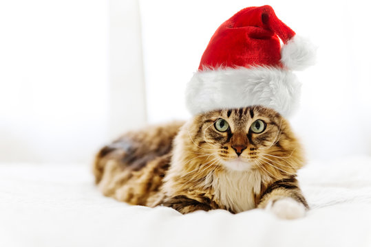 christmas cat in red Santa Claus hat