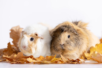 Adorable guinea pigs isolated on white background