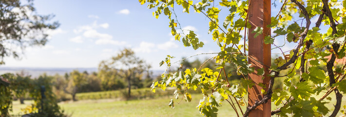Panorama Landschaft mit Weinstock und Weinblättern. Panorama landscape with grapevine and vine leaves.