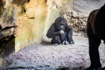 Porträt eines Gorilla