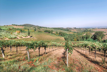 Fototapeta na wymiar Huge farm with wineyard. Colorful vineyard landscape in Italy. Vineyard rows at Tuscany landscape in sun