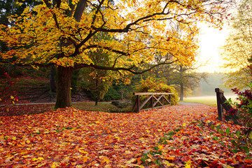 Autumn forest. Beautiful rural scenery.