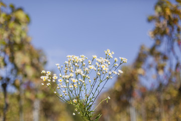 Feinstrahl Blume Kraut mit weißem Blüten. Common fleabane with white flowers. 
