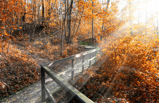 Autumn park and wood bridge