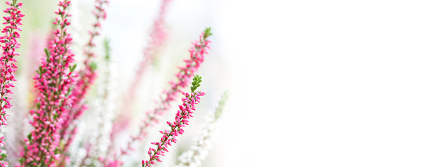 White violet Heather flowers field Calluna vulgaris. Small pink lilac petal plants, shallow depth of field. Copy space.