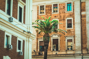Fototapeta premium plam tree in rome