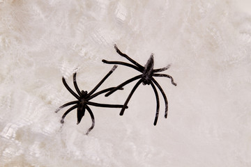 Halloween background with black decorative spiders. Black spiders on white decorative web. Horror toys for Halloween.