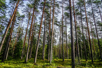 Fototapeta na wymiar Lahemaa National Park is a park located in northern Estonia, east from the capital Tallinn. 