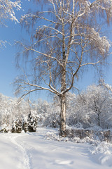 Winter forest landscape. Snow covered trees, beautiful cold weather scene