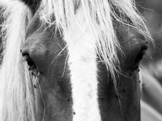 cheval gros plan
