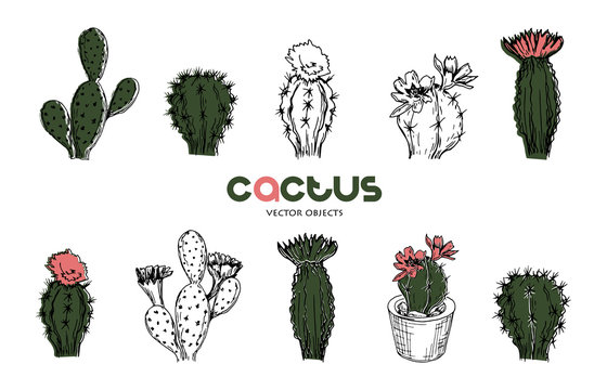 Vector illustration. Cactus pen style drawing. Vector objects set.