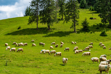 Fototapeta na wymiar Mountain Sheep