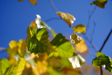 autumn leaves against blue sky