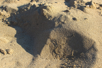 Straw shaped as musical g clave on sandy beach grains