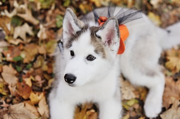 Husky on the background of autumn forest in orange hat on Halloween
