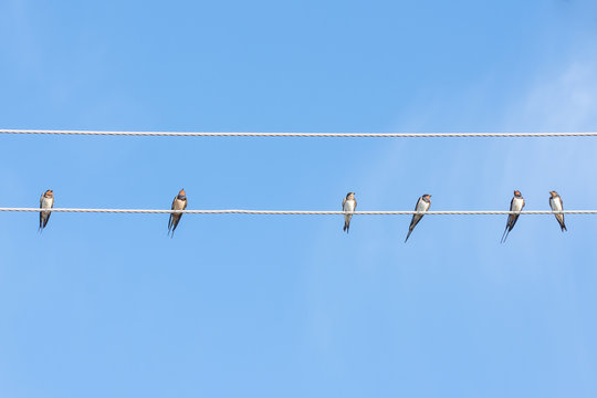 Swallow  birds on the wiew