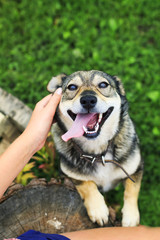 happy young joyful dog climbs paws on the lap of the girl and stuck out his tongue with pleasure