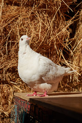 white dove posing close to the straw
