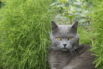  British cat in the grass