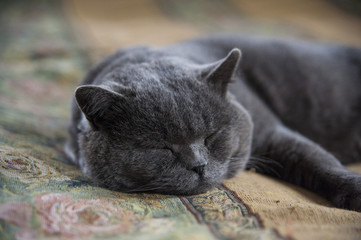 British Blue Cat