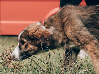 Cute young mixed breed dog outdoor
