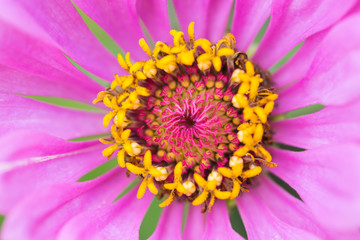 Fine art still life color flower macro image of a wide open blooming intense violet and yellow african / cape daisy / marguerite blossoms with green leaves and buds