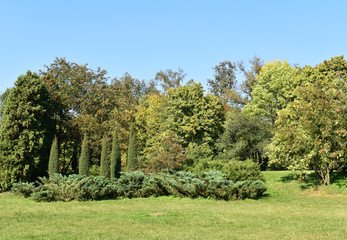 Landscape of trees and thuja against the sky.
