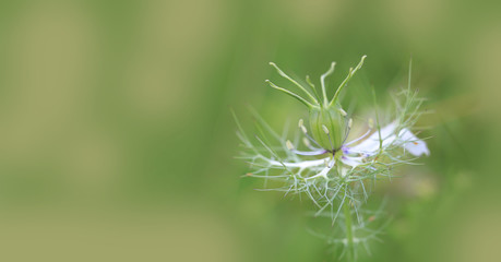 au cœur d une nigelle