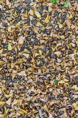 Leaves background in many gardens