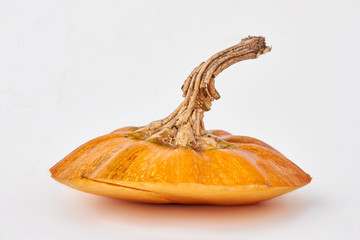 Stem on yellow pumpkin on light background. Orange pumpkin stem isolated. Symbol of Thanksgiving Day.