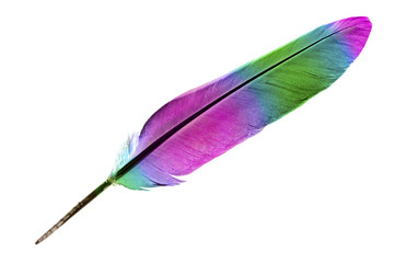 Multicolored single feather isolated on a white background