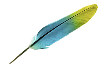 Single feather in turquoise and yellow isolated on a white background © Shy Radar