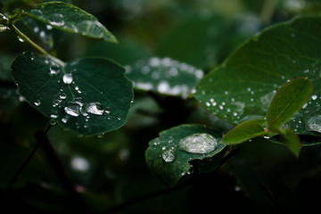 Rain Drops on Grass
