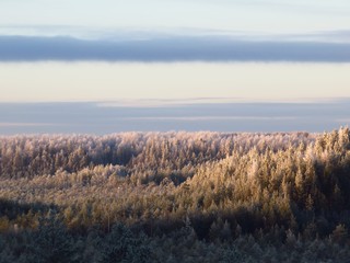 Forest treetops view in Estonia in winter