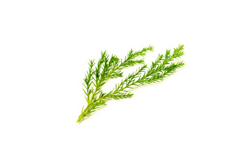 green pine leaves and twig isolated on white background.