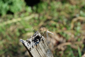Dragonfly close-up on a wooden bough