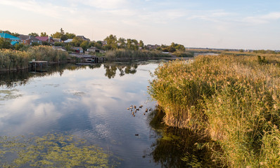 Wild ducks swim in the river next to the village at sunset in autumn