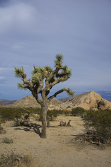 Joshua tree in desert